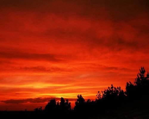 Efficitur senectus quis quis