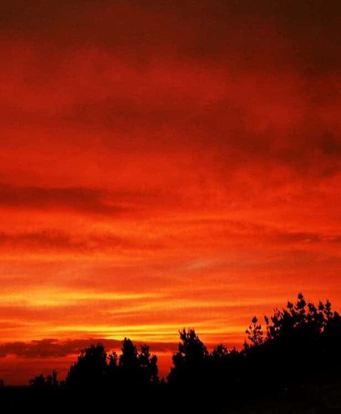 Efficitur senectus quis quis